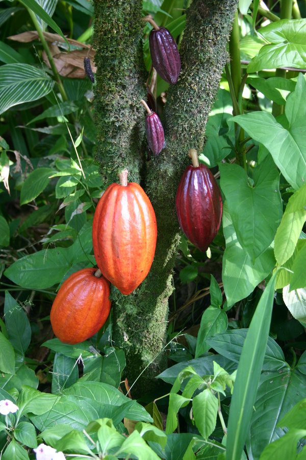 World's Largest Chocolate Maker Warns Cocoa Costs Will Keep Rising