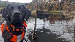 Sea Squirt-Hunting Dog Named UK Animal of the Year